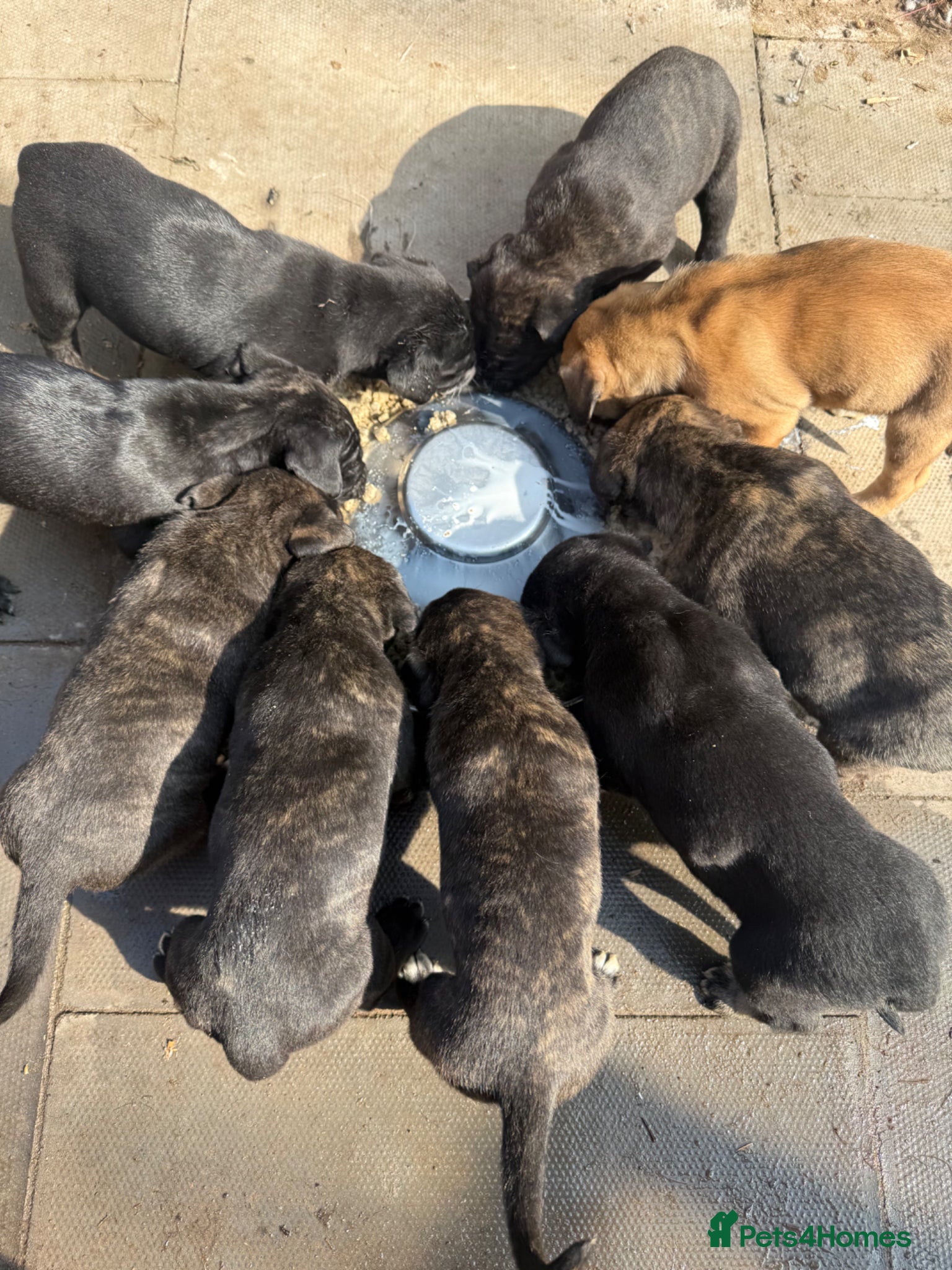 Presa Canario dogs Pure breed presa Canario pups!! - Advert 1