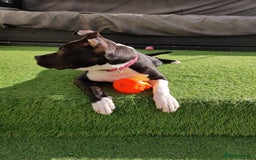 Staffordshire Bull Terrier dogs for sale: Beautiful staffy - Image 4