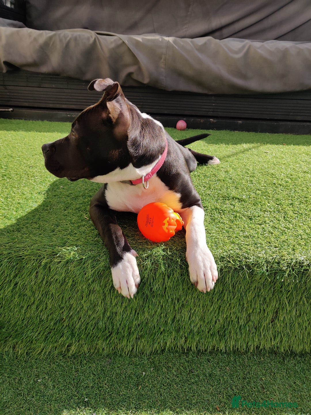 Staffordshire Bull Terrier dogs for sale: Beautiful staffy - Image 4