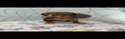 Miniature Dachshund dogs for sale: Miniature Dachshund - Advert 12