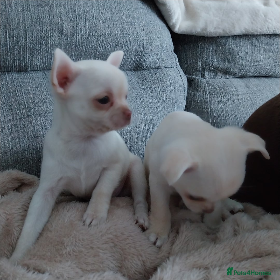Chihuahua dogs for sale: Chihuahua puppies  - Advert 7