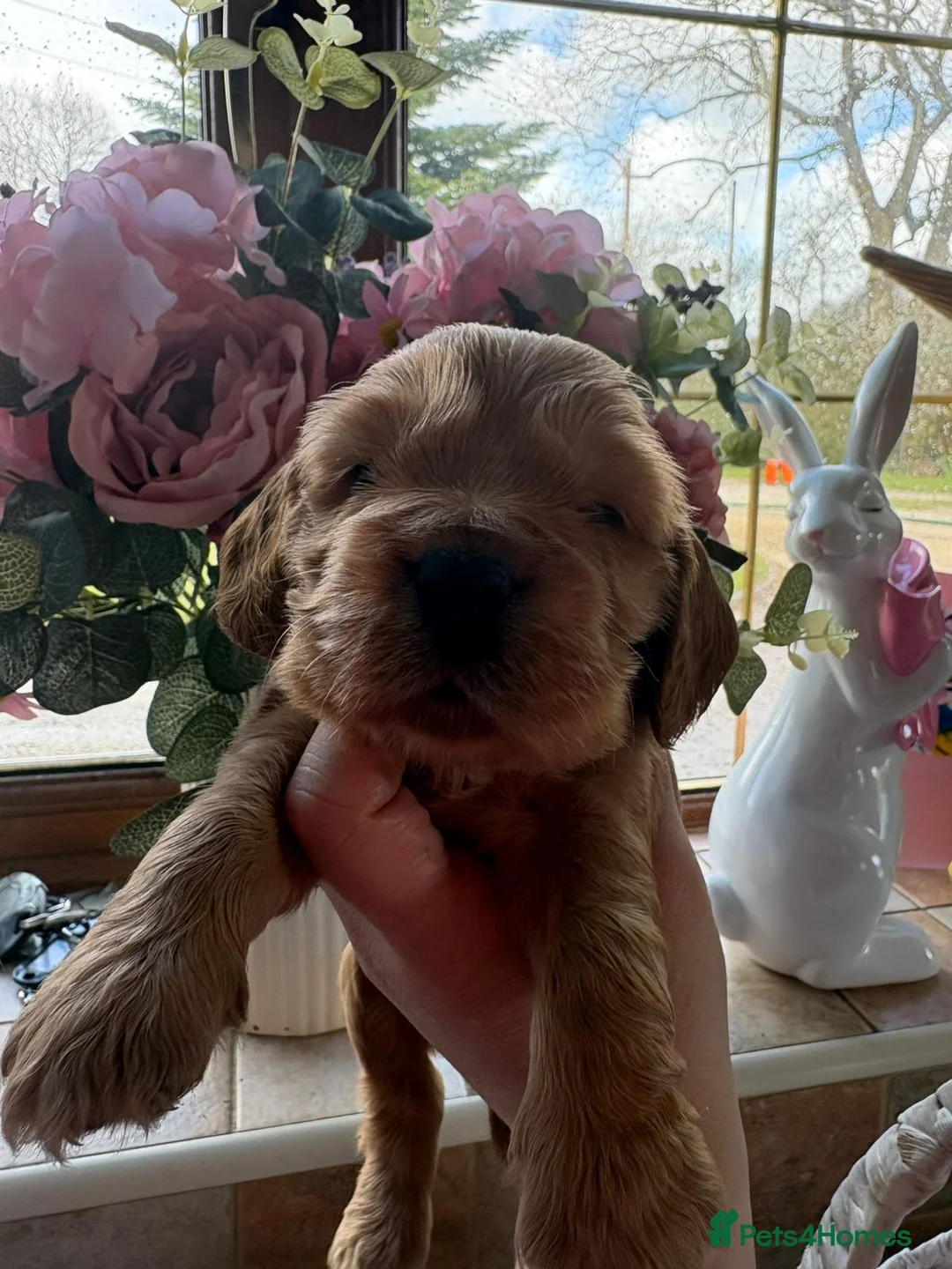 Cocker Spaniel dogs for sale: Gorgeous Golden Show Cockers - Advert 22