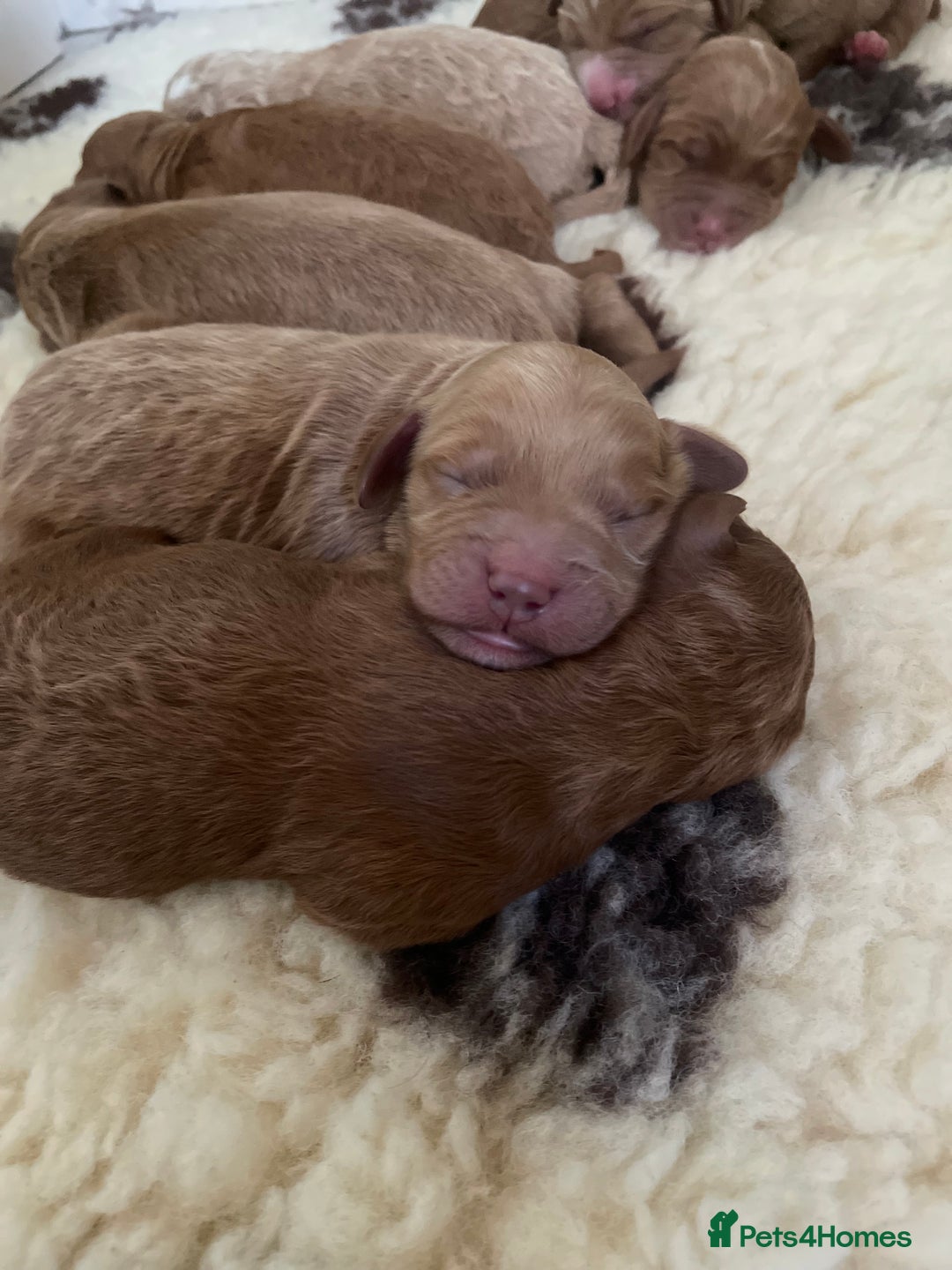 Mixed Breed dogs for sale: Beautiful litter of Australian labradoodles  - Advert 14