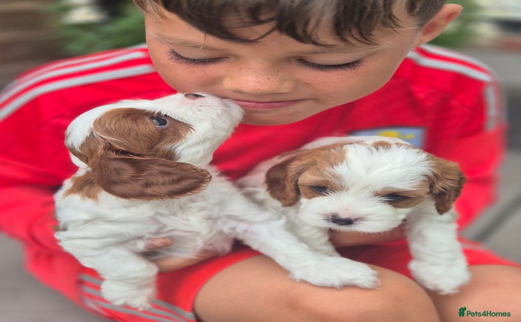 Cavapoo dogs - Advert 1
