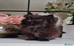 Persian cats for sale: Beautiful persian kittens  - Image 20