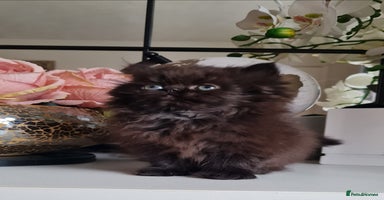 Persian cats - Advert 16