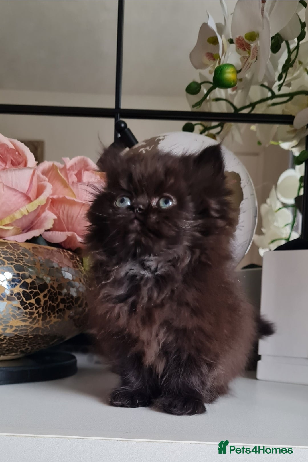 Persian cats for sale: Beautiful persian kittens  - Image 20