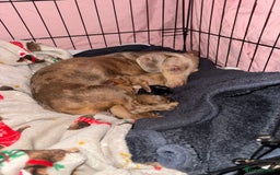 Mixed Breed dogs for sale: Beautiful Dachshunds for sale  - Image 14