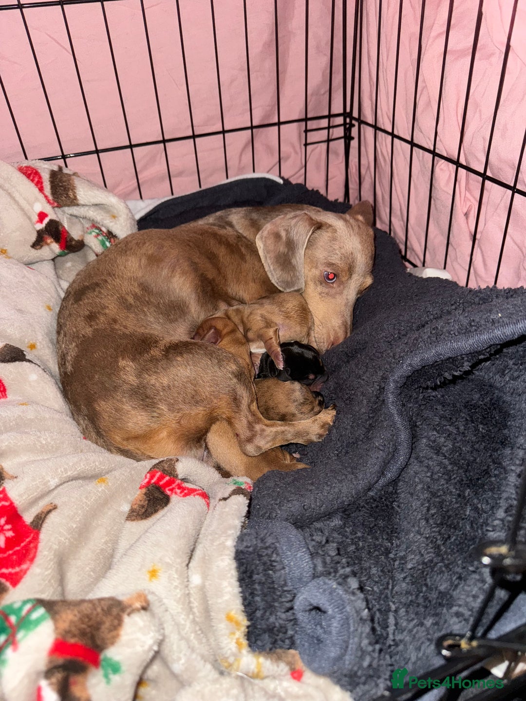 Mixed Breed dogs for sale: Beautiful Dachshunds for sale  - Image 14
