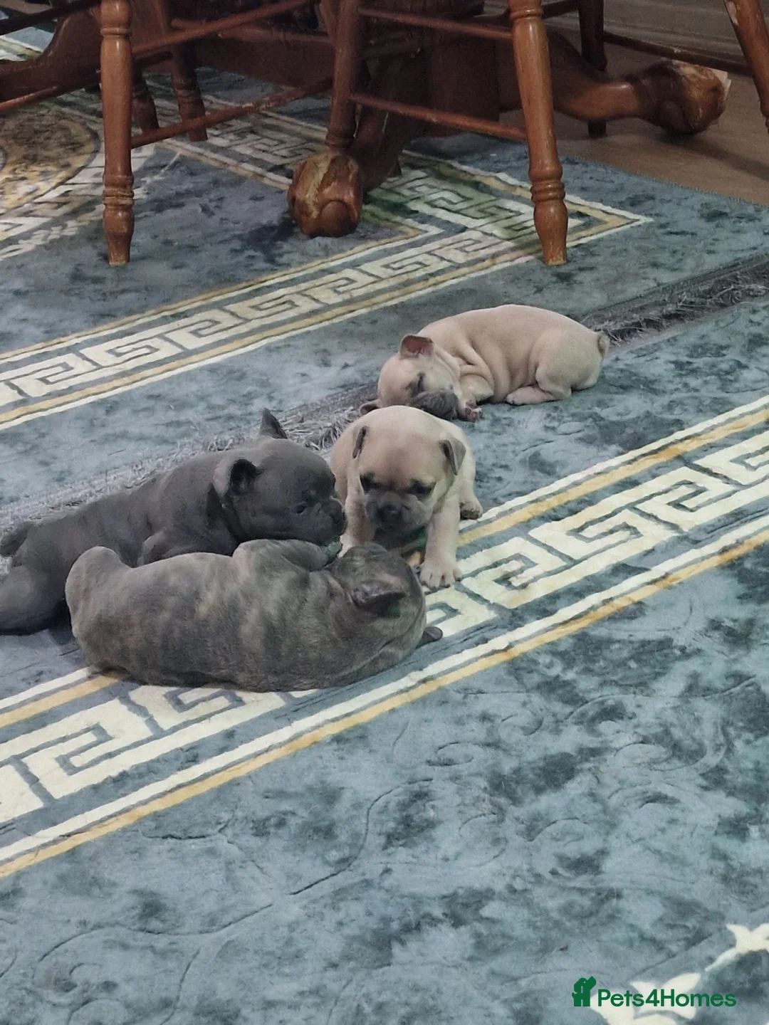 French Bulldog dogs for sale: Beautiful blue french bulldogs puppies  - Advert 11