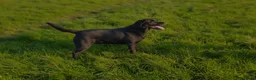 Labrador Retriever dogs for sale: KC Labrador puppies (Silver & Charcoal)  - Advert 19