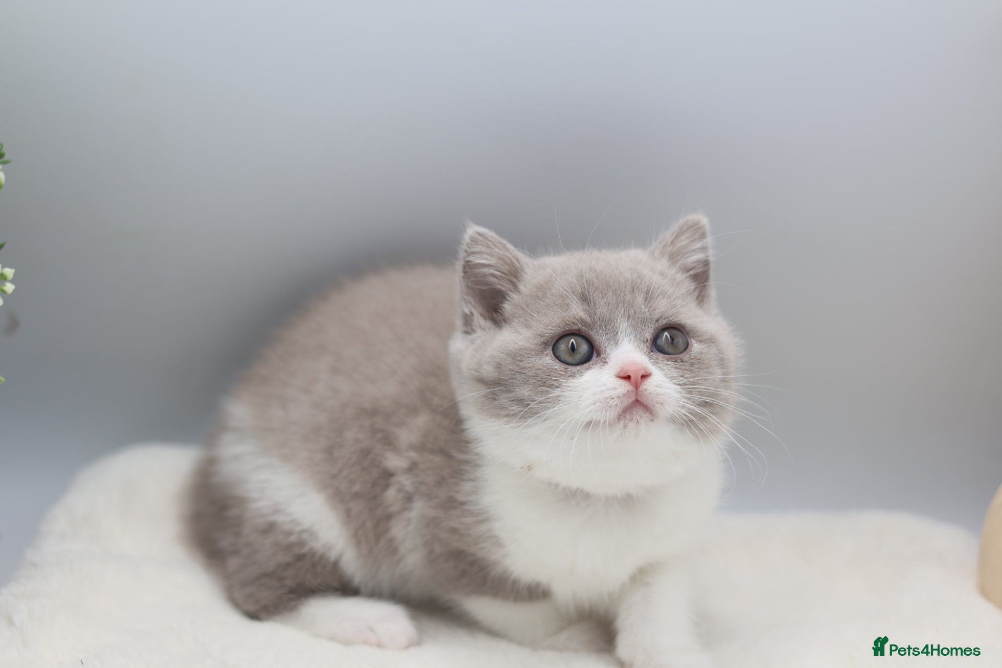 British Shorthair cats PEDIGREE REGISTERED CHUNKY BRITISH SHORTHAIRS - Advert 1