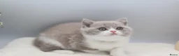 British Shorthair cats for sale: PEDIGREE REGISTERED CHUNKY BRITISH SHORTHAIRS - Advert 14