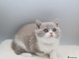British Shorthair cats for sale: PEDIGREE REGISTERED CHUNKY BRITISH SHORTHAIRS - Advert 2