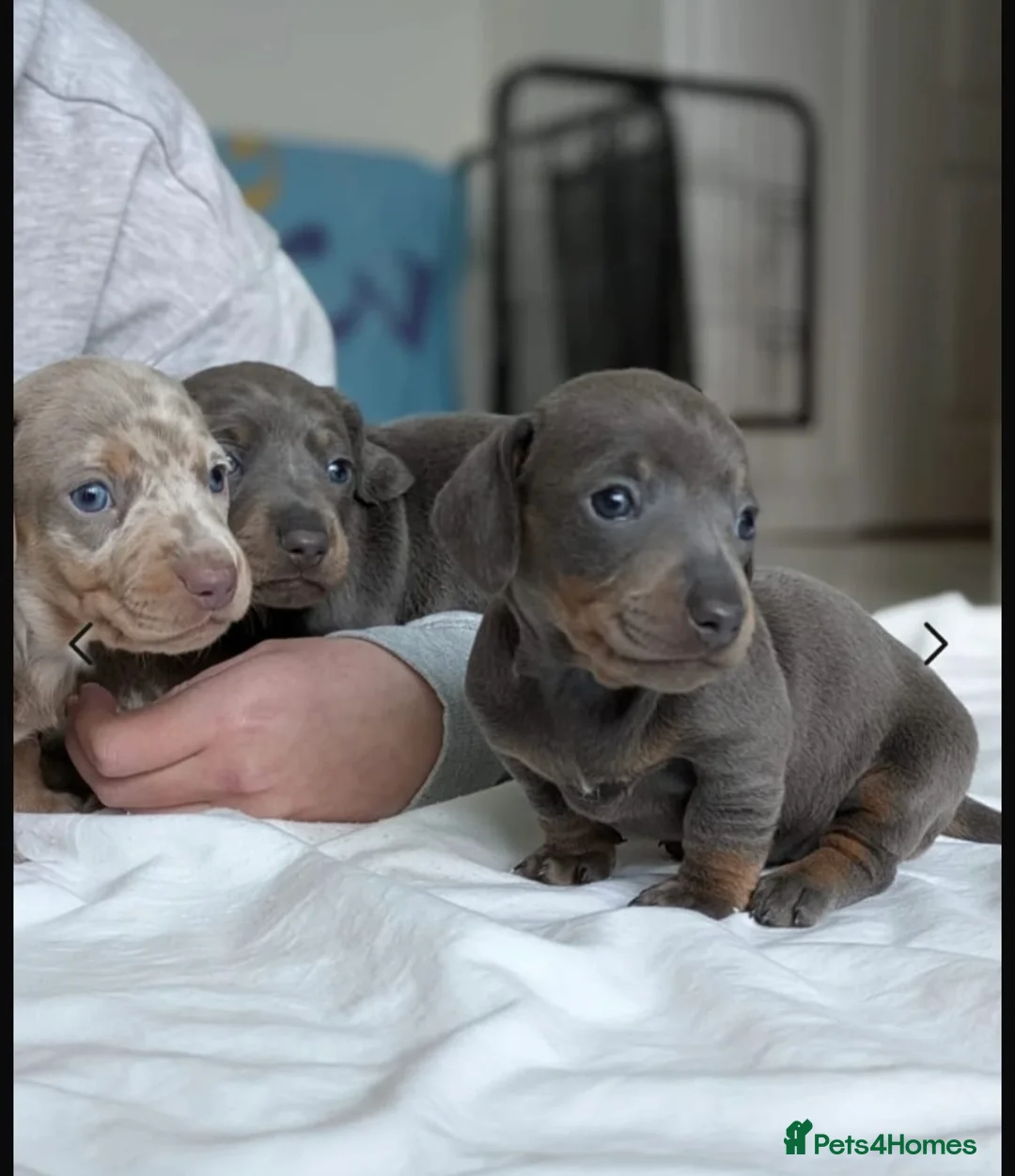 Dachshund dogs for stud: Miniature dachshund for stud  in Newport - Advert 5