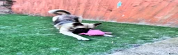 German Shepherd dogs for sale: Rehoming German shepherd her name is peach  in Grimsby - Advert 4