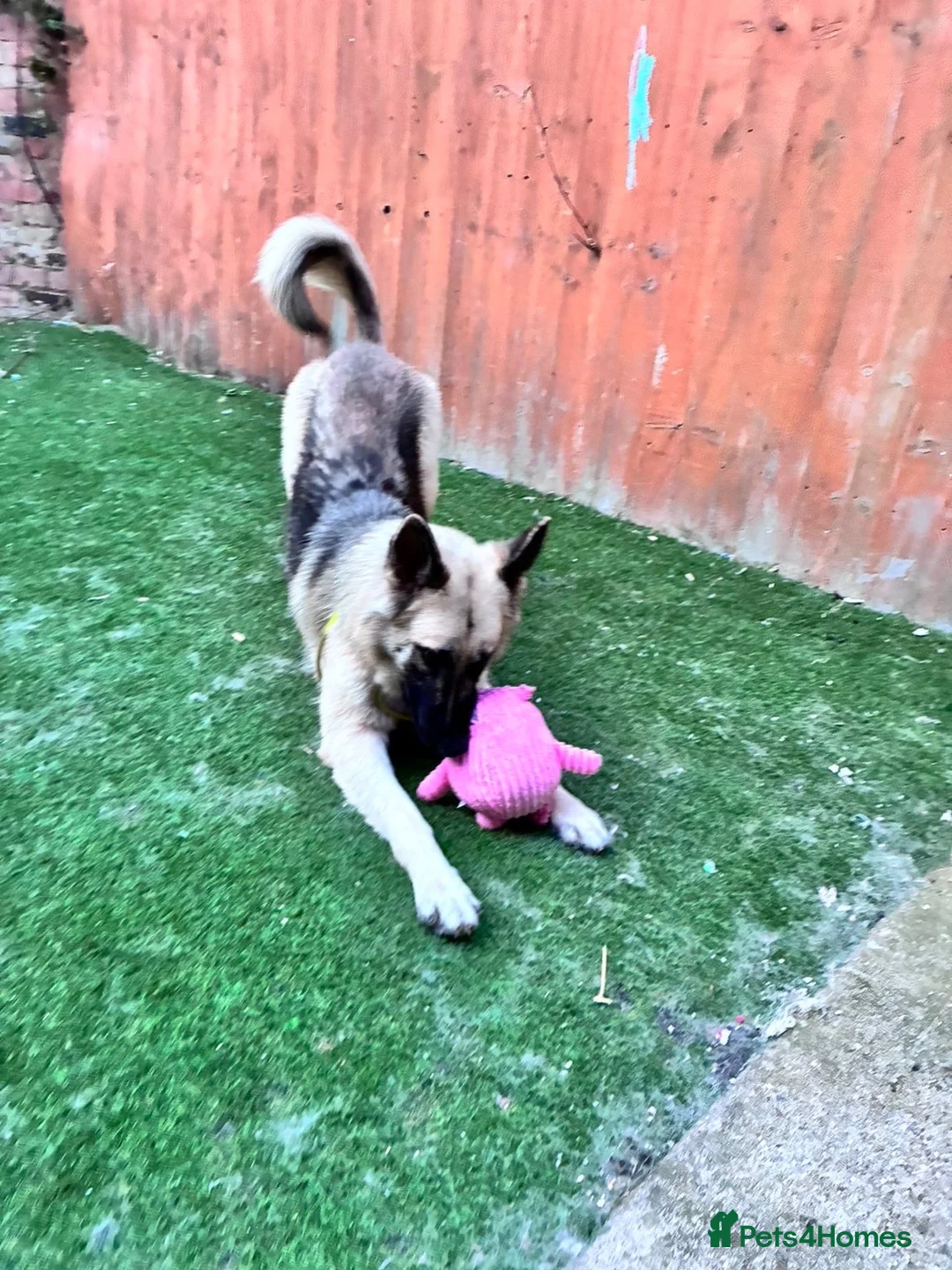 German Shepherd dogs for sale: Rehoming German shepherd her name is peach  in Grimsby - Advert 4