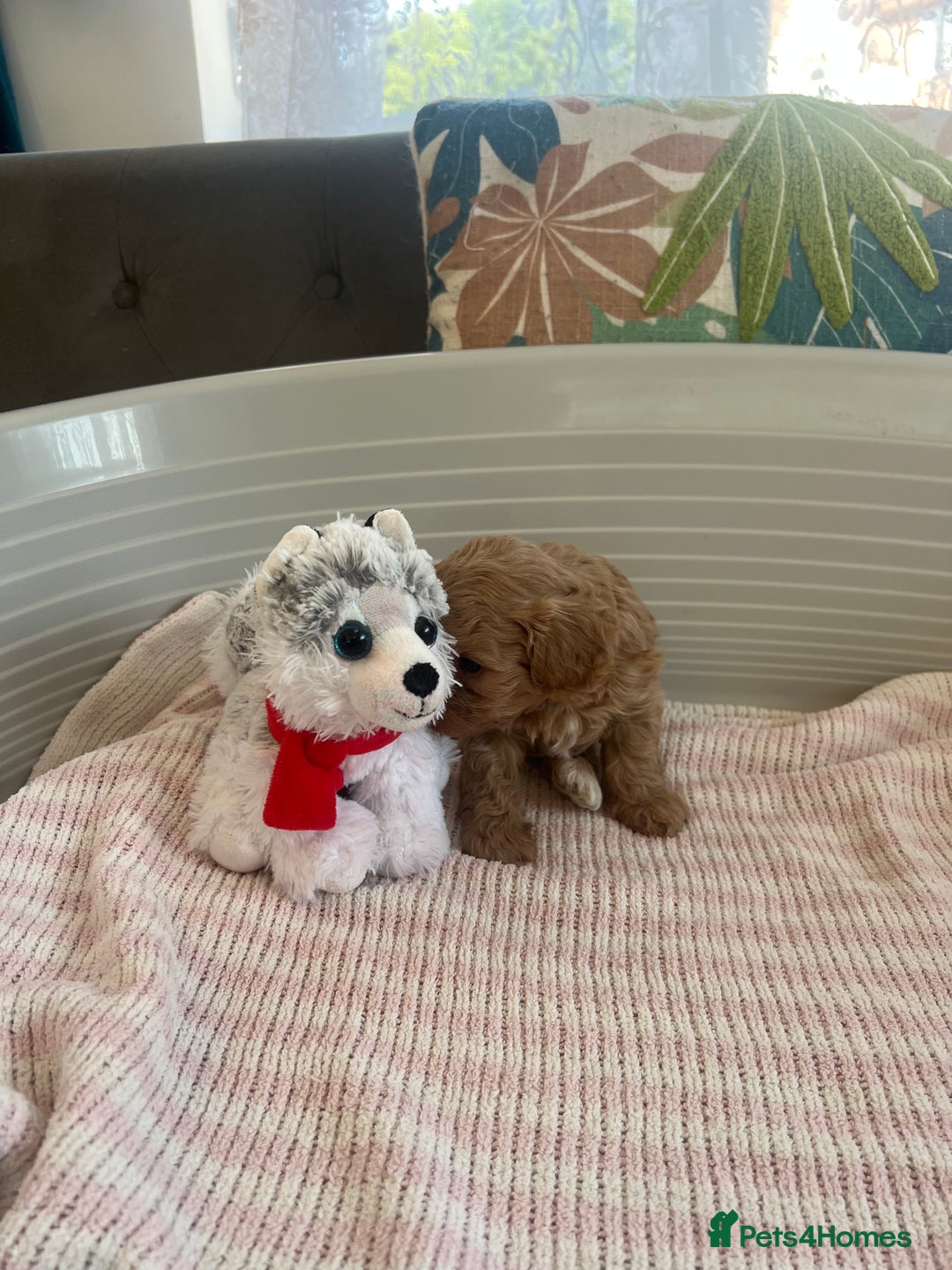 Maltipoo dogs for sale: Gorgeous Maltipoo Puppies - Image 12