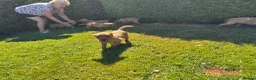 Labrador Retriever dogs for sale: KC Registered Fox red Labrador puppies in Newtown - Advert 19
