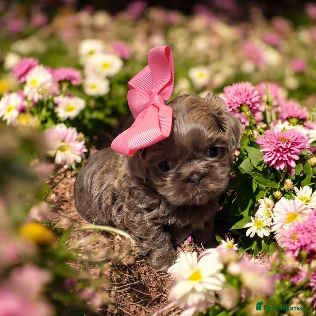 Shih Tzu dogs for sale: Beautiful Imperial Shih Tzus  - Advert 2