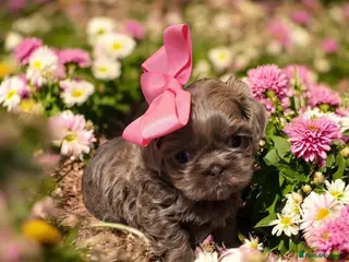 Shih Tzu dogs Beautiful Imperial Shih Tzus - Advert 17