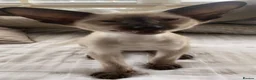 Oriental cats for sale: Male Chocolate point  - Advert 7