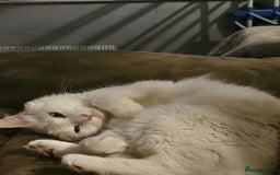 Turkish Angora cats for sale: Loving and affectionate Turkish angora  - Image 6