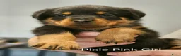 Rottweiler dogs for sale: Family-Raised Pedigree Rottweiler Puppies in Rotherham - Advert 2