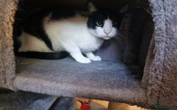 Arabian Mau cats for adoption: Beautiful Oreo - Image 10