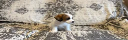 Jack Russell dogs for sale: Jack Russel puppies in Manchester - Advert 20