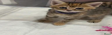 Mixed Breed Kitten 3