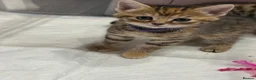 Mixed Breed cats for sale: Kittens For sale - Advert 5