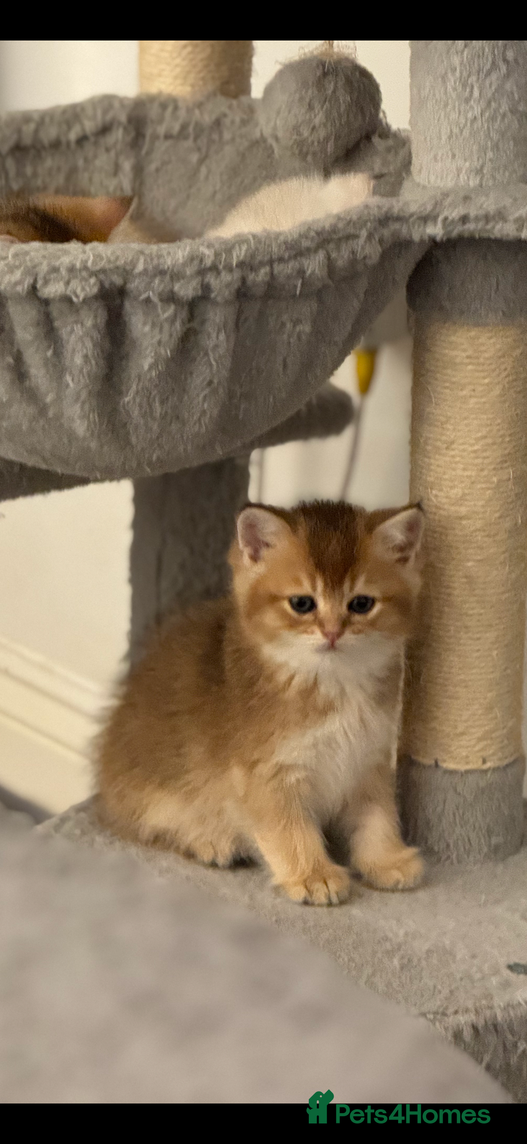 Scottish Fold cats for sale: six purebred Scottish kittens — all female,  - Advert 7