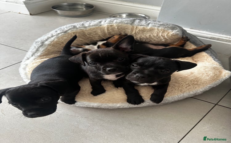 Mixed Breed dogs - Advert 5