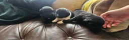 Newfoundland dogs for sale: Beautiful KC Registered Newfoundland Puppies!! - Advert 5