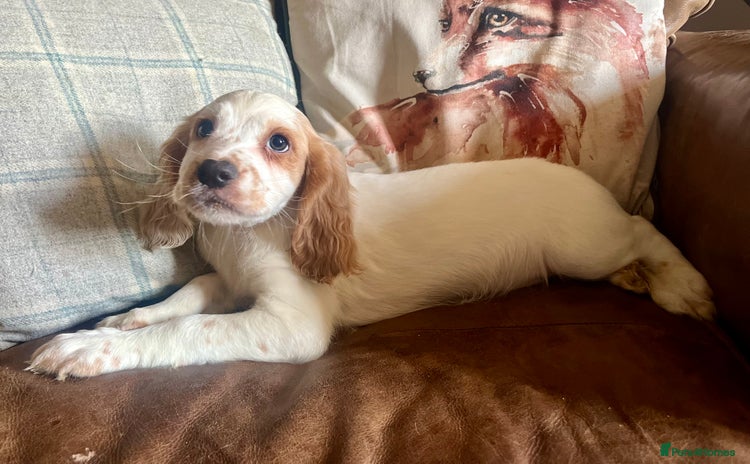 Cocker Spaniel dogs - Advert 2