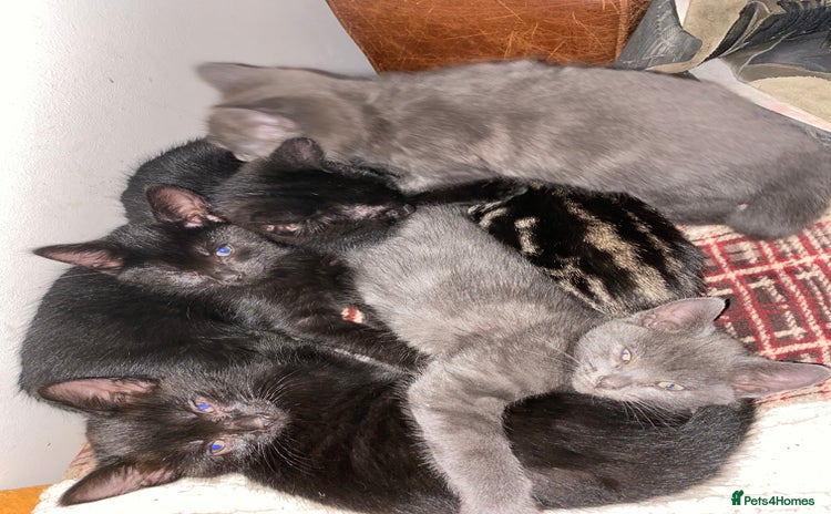 Mixed Breed cats - Advert 13