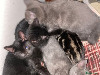 Mixed Breed cats - Advert 2