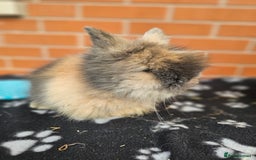 Lionhead rabbits for sale: Double Maned Lionhead  - Image 13