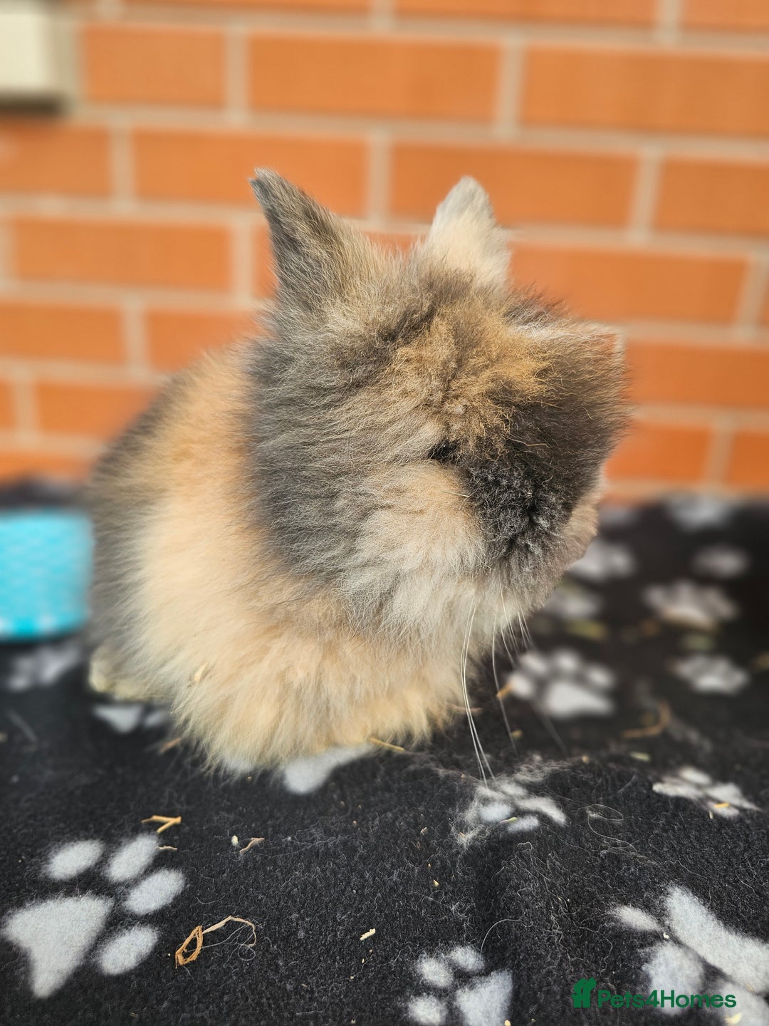 Lionhead rabbits for sale: Double Maned Lionhead  - Image 13