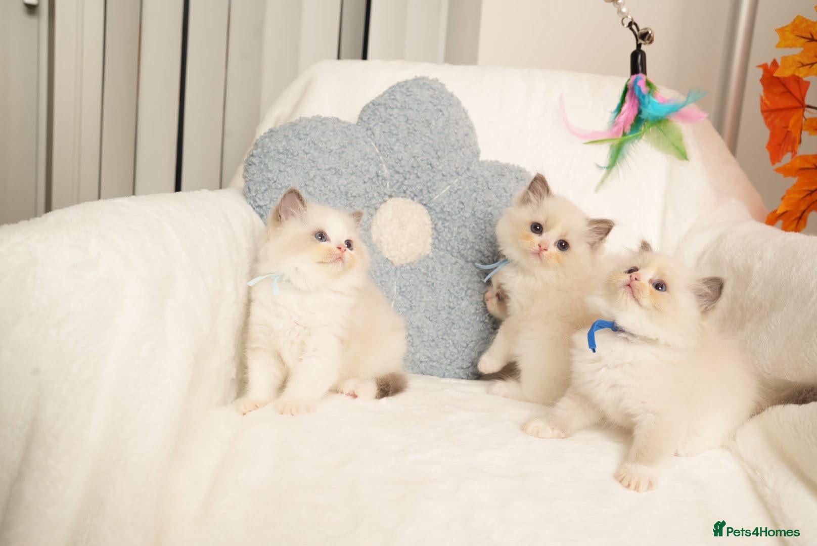 Ragdoll cats Elite TICA Kittens – Champion Bloodlines - Advert 2