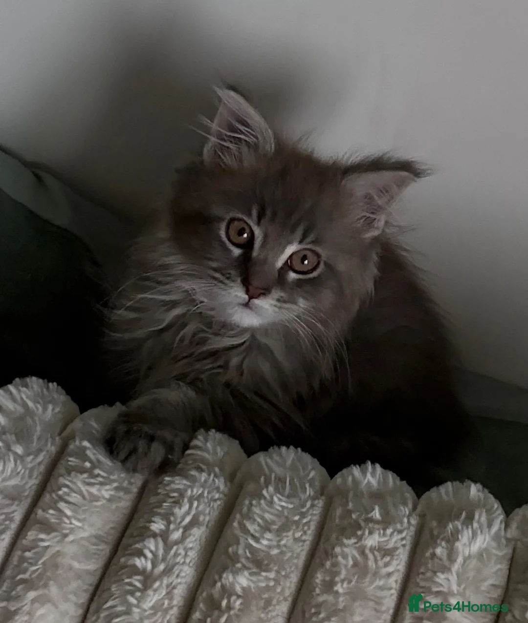 Maine Coon cats for sale: Beautiful 6 Month Old Maine Coon Kitten in Ardrossan - Advert 2