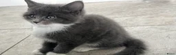 Mixed Breed cats for sale: mainecoon/european in Corby - Advert 28