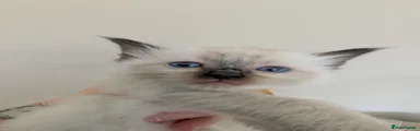 Ragdoll 3