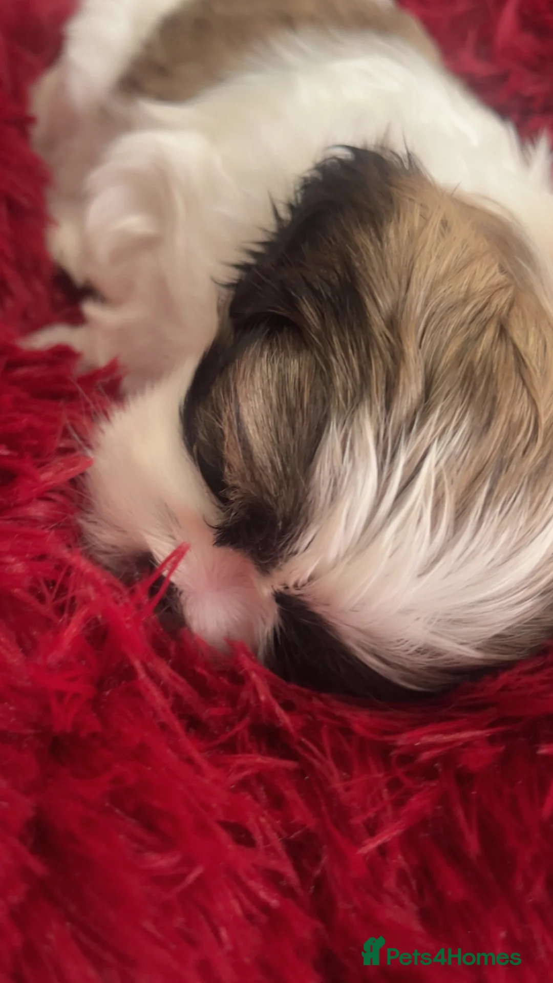Shih Tzu dogs for sale: Beautiful litter of puppy’s  - Advert 14