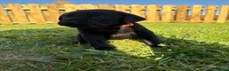 Labrador Retriever dogs for sale: Black labrador puppies KC registered. in Berwick-upon-Tweed - Advert 19