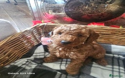 Miniature Poodle dogs for sale: Kc reg outstanding miniature Poodles in Stourbridge - Image 25