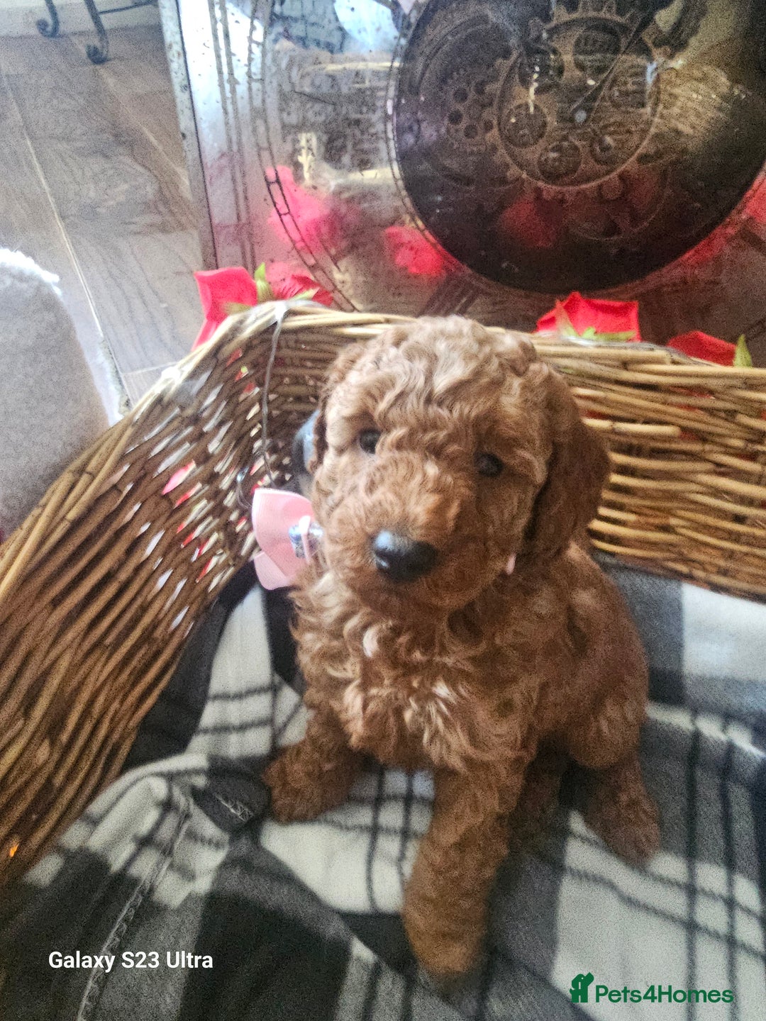 Miniature Poodle dogs for sale: Kc reg outstanding miniature Poodles in Stourbridge - Image 25