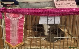 British Longhair cats for sale: Quadruple Grand Champion British Longhair Male - Image 9