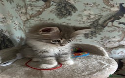 Siberian cats for sale: Siberian GCCF. kittens no hidden cost ready 6 oct  - Image 23